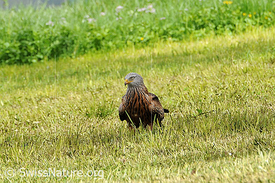 Foto: Raubvogel im Feld (stehend, Ansicht von vorne).
Rotmilan
Lat.: Milvus milvus
Familie: Greifvögel