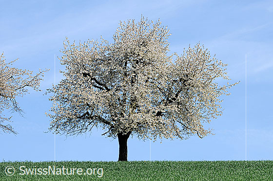 Foto: Blühender Kirschbaum (Einzelbaum).