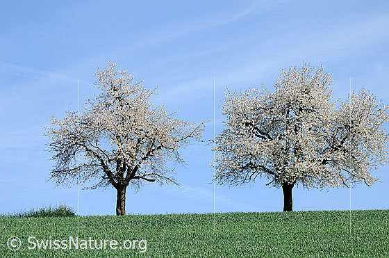 Foto: Zwei blühende Kirschbäume auf grüner Wiese.