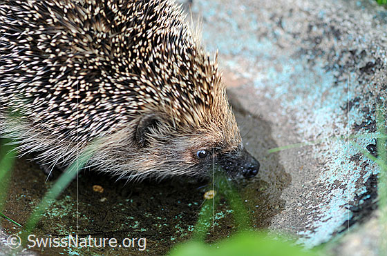 Foto: Igel (Erinaceus europaeus) an der Wassertränke.