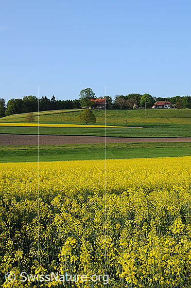 Foto: Rapsfelder und weiteres Kulturland am Fusse eines Hügels. Auf der Anhöhe sind Bauernhöfe am Waldrand zu sehen.