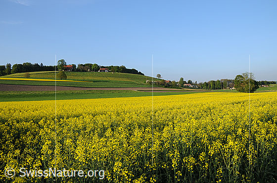 Foto: Blühende Rapsfelder und weiteres Kulturland am Fusse eines Hügels. Auf der Anhöhe sind Bauernhöfe am Waldrand zu sehen.