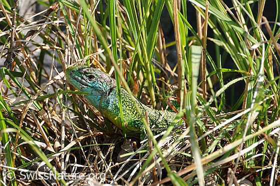 Foto: Smaragdeidechse (Lacerta bilineata) im Gras auf Beute lauernd.
Lat.: Lacerta bilineata
Familie: Lacertidae (Echte Eidechsen)
Unterfamilie: Lacertinae
Gattung: Lacerta