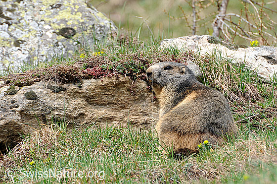 Foto: Murmeltier gut getarnt in Umgebung mit Fels und Gras.
Lat.: Marmota marmota