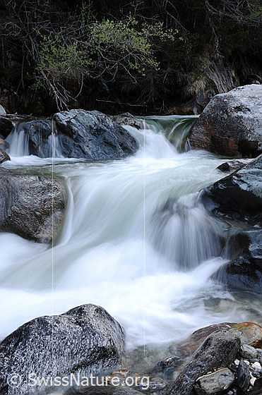 Foto: Gestufter Bergbach mit Felsblöcken und ruhig fliessendem Wasser.