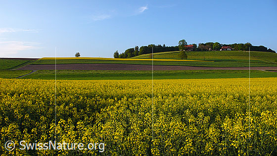 Foto: Blühender Raps und weiteres Kulturland am Fusse eines Hügels. Auf der Anhöhe sind Bauernhöfe am Waldrand zu sehen.