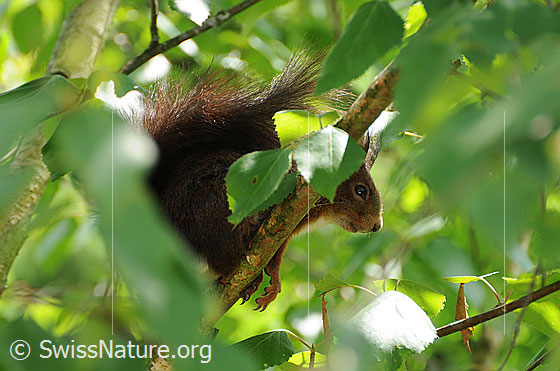Foto: Eichhörnchen (Sciurus vulgaris) auf einem Birkenzweig sitzend.