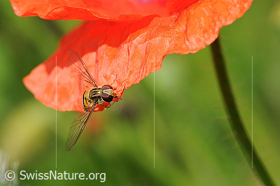 Foto: Gemeine Winterschwebfliege auf Mohn