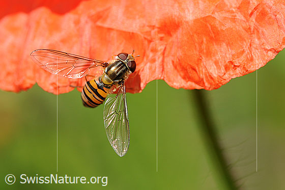 Foto: Gemeine Winterschwebfliege auf Mohn