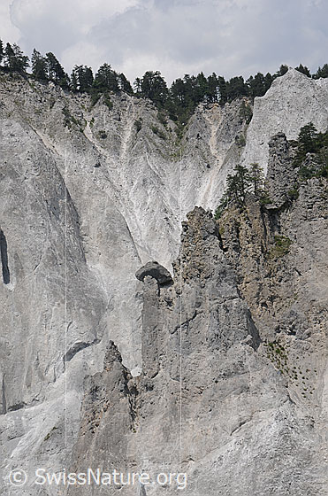 Foto: Felstürme im Kalkgestein der Rheinschlucht. Erosion schafft interessante Formen in das steile Gelände der Schlucht. An der Gratkante ist Wald zu sehen.