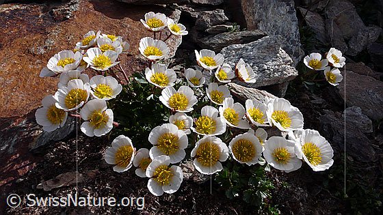 Gletscherhahnenfuss (Ranunculus glacialis)