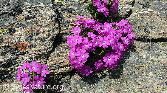 Foto: Rote Felsen-Primel auf Felsplatte
Lat.: Primula hirsuta
Familie: Primulaceae (Schlüsselblumengewächse)
