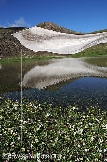 Foto: Schneefeld und Bergsee mit Spiegelung und blühenden Bergblumen (Alpen-Hahnenfuss, Ranunculus alpestris) am Ufer.
