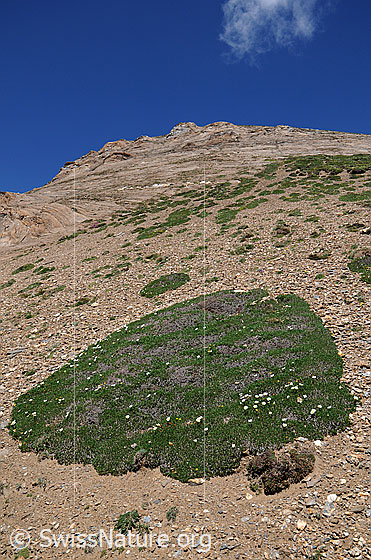Foto: Polsterpflanzen. Grüne Polster mit Bergblumen in Steinwüste.