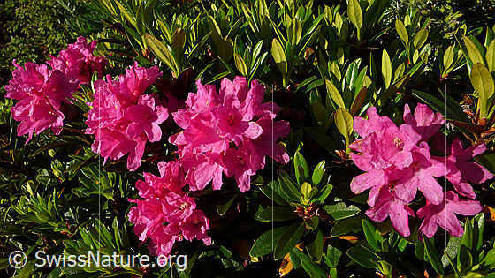 Foto: Rostblättrige Alpenrosen
Lat.: Rhododendron ferrugineum
Familie: Ericaceae