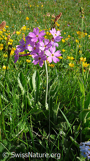 Foto: Hallers Primel
Lat.: Primula halleri
Familie: Primulaceae