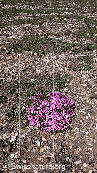 Foto: Alpen-Mannsschild als rotes Polster auf kargem Boden.
Lat.: Androsace alpina
Familie: Primulaceae (Schlüsselblumengewächse)
Gattung: Androsace (Mannsschild)