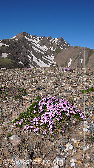 Foto: Alpen-Mannsschild auf steiniger Hochebene mit Bergmassiv im Hintergrund.
Lat.: Androsace alpina
Familie: Primulaceae (Schlüsselblumengewächse)
Gattung: Androsace (Mannsschild)