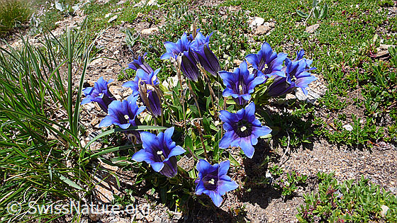 Foto: Clusius Enzian, Gruppe
Lat.: Gentiana clusii
Familie: Gentiananceae (Enziangewächse)