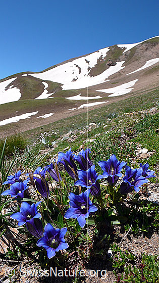 Foto: Clusius Enzian, Blumengruppe an Berghang mit Schneefeldern im Hintergrund.
Lat.: Gentiana clusii
Familie: Gentiananceae (Enziangewächse)