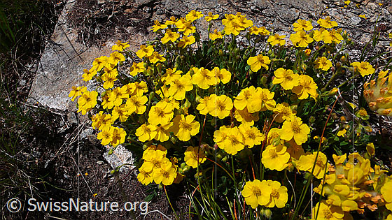Foto: Alpen-Sonnenröschen, Gruppe
Lat.: Helianthemum alpestre 
Familie: Cistaceae (Zistrosengewächse)