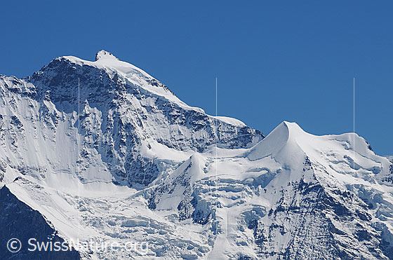 Foto: Jungfrau und Silberhorn
Gletscher: Giesengletscher und Silberhorngletscher.
