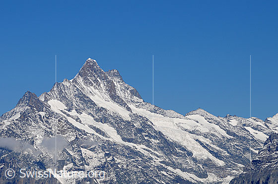 Foto: Schreckhorn und Lauteraarhorn
Gletscher: Nässigletscher und Schreckfirn.