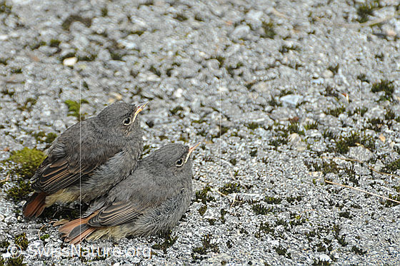 Foto: Noch flugunfähige Jungvögel, welche auf die Fütterung durch die Eltern warten.
Hausrotschwanz
Lat.: Phoenicurus ochruros
Familie: Singvögel