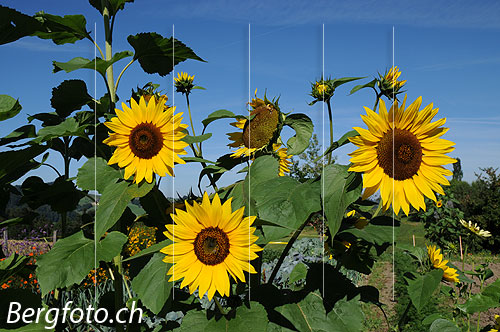 Foto: Einjährige Sonnenblumen, Blüten, Stengel und Blätter.
Lat.: Helianthus annuus
Familie: Asteraceae