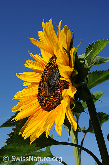 Foto: Einjährige Sonnenblume, Blüte, Ansicht von der Seite.
Lat.: Helianthus annuus
Familie: Asteraceae