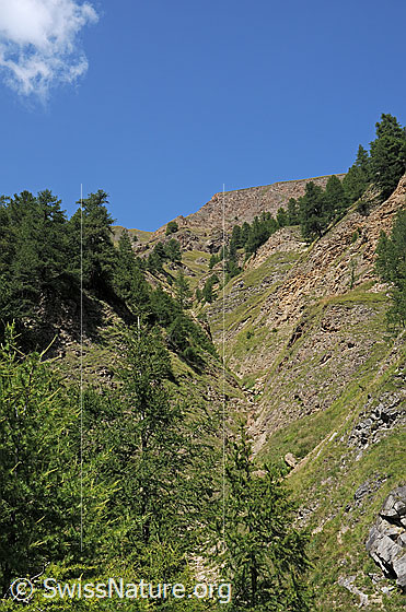 Foto: Erosionsgraben unterhalb Holeschliecht. Unterhalb dieses Grabens verläuft die Alpstrasse von Heiligkreuz ins Saflischtal und zur Alp Furggerchäller.
Vermutlich wird in der Alpstrasse die Stromleitung von Grengiols Solar nach Heiligkreuz verlegt.