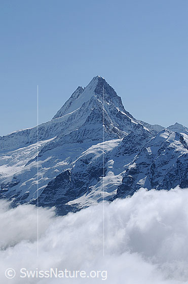 Foto: Portrait Schreckhorn.
Knapp oberhalb der Wolken ist der Wächselgletscher zu sehen.