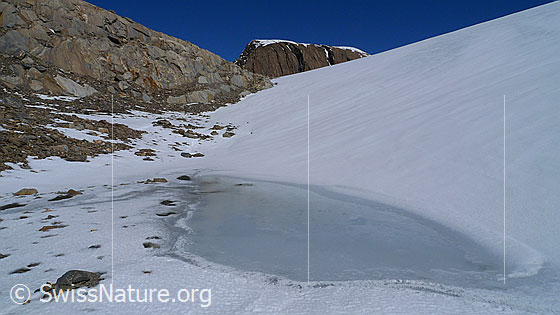 Foto: Kleiner Gletscherrandsee im Übergang von Fels zu Eis. Im Hintergrund ist der Gipfel des Rappehorn zu sehen.