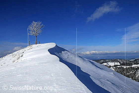 Foto: Hügel mit Baum und Schneeverfrachtung.
Frisch verschneite Linde auf Schneebedecktem Hügel. Durch Schneeverfrachtung ist eine scharfe Kante mit Schattenwurf entstanden. Am blauen Himmel sind Wolkenfelder zu sehen.
