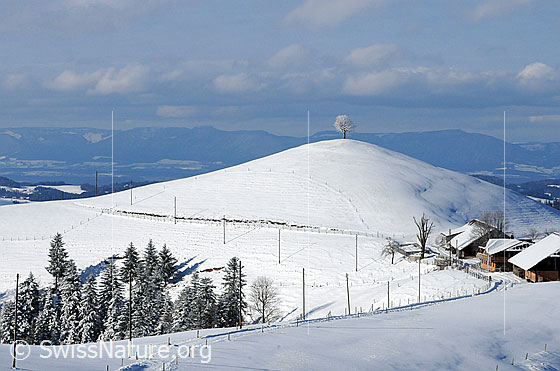 Foto: Hügel und Schnee im Emmental.
Winterlandschaft auf einer Alp im Emmental. Ein schneebedeckter Fahrweg führt an einem Alpbetrieb und einem Hügel mit Baum vorbei. Der Wald ist frisch verschneit. Im Hintergrund ist die Jurakette erkennbar.
