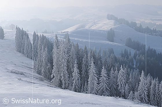 Foto: Märchenwald in Winterlandschaft.
Geheimnisvolle Nebelstimmung über verschneitem Winterwald. Die Emmentaler Hügellandschaft ist schneebedeckt und an den Tannen hat sich dichter Raureif gebildet.