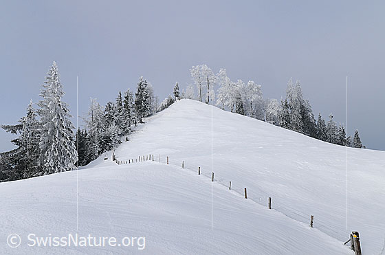 Foto: Hügel in Winterlandschaft. Ein Zaun führt über das schneebedeckte Weideland an den Waldrand. An Tannen und Bäumen haftet Raureif.