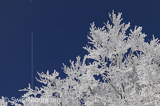 Foto: Zweige mit Raureif. 
Raureif an den Zweigen eines Baumes und blauer Himmel im Hintergrund.