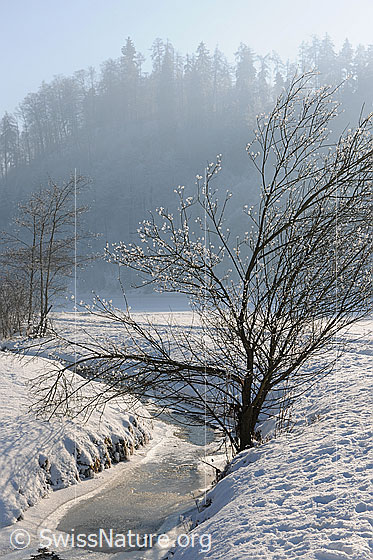 Foto: Strauch an zugefrorenem Bach im Emmental.