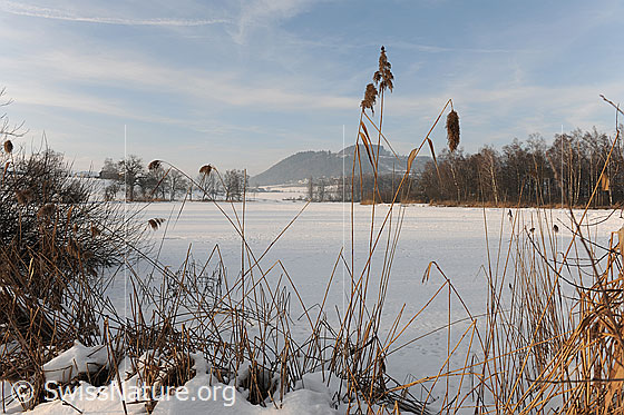 Foto: Gefrorener See mit Schilf am Ufer. Der Gerzensee ist gefroren und schneebedeckt. Am gegenüberliegenden Ufer sind eine Hecke und Auenwälder zu sehen.