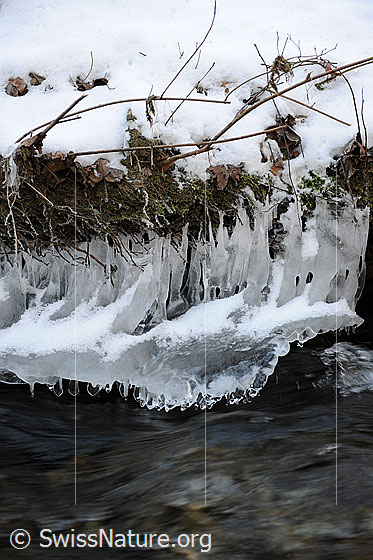 Foto: Eisgebilde am Bachufer (Eisbirnen). Kleine Eiszapfen der Eisskulptur befindet sich dicht über dem fliessenden Wasser.