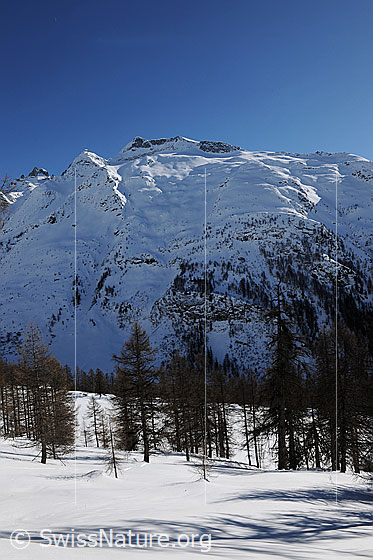 Foto: Schinhörner (Kleines Schinhorn, Chollerhorn, Grosses Schinhorn, Unters Schinhorn) mit Licht und Schatten in der verschneiten Nordflanke. Im Vordergrund unberührte Schneefläche und lichter Lärchenwald.