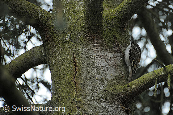 Waldbaumläufer (Certhia familiaris)