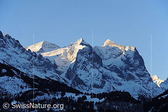 Foto: Morgenstimmung am Wetterhornmassiv, mit Engelhörner, Rosenhorn, Wellhorn, Klein Wellhorn, Wetterhorn und Scheideggwetterhorn.
Gletscher: Rosenlauigletscher und Hengsterengletscher.