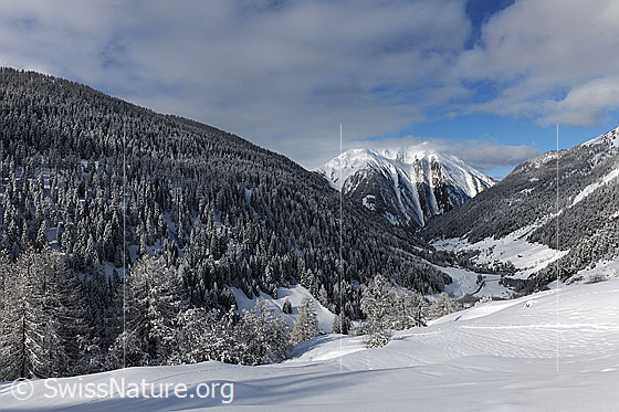 Foto: Bergwälder mit Neuschnee.
Walliser Bergtal mit Neuschnee und Wolkenresten. Die Schutzwälder sind frisch verschneit. Im Hintergrund ist das Binntaler Breithorn zu sehen.