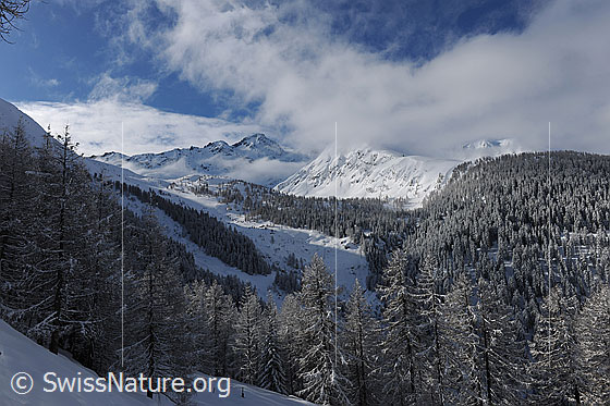 Foto: Winterwald und Nebelstimmung.
Frisch verschneiter Wald in sonniger Berglandschaft mit Nebelfetzen.