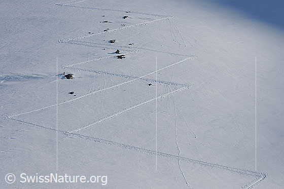 Foto: Aufstiegsspuren. Skispuren zeichnen ein Muster in die Schneefläche.