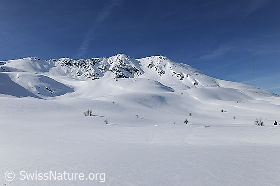 Foto: Berglandschaft im Winter mit weiter, unberührter Schneefläche. Im Übergang von der weissen Ebene in die lieblich geformte Winterlandschaft am Hirli stehen einzelne Lärchen.