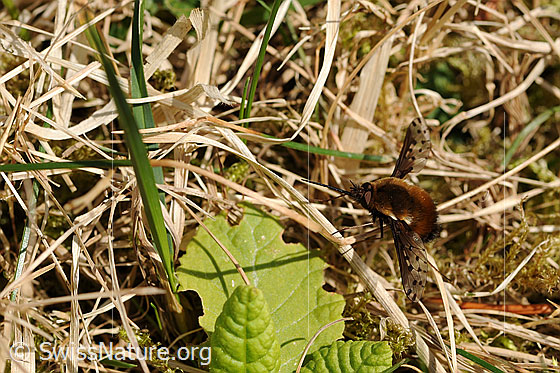 Gefleckter Wollschweber (Bombylius discolor)