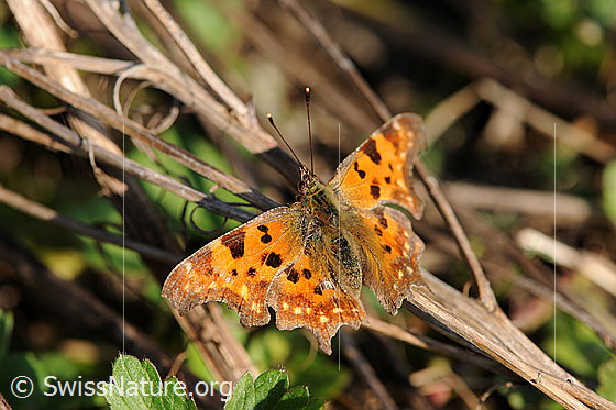 Foto: C-Falter (Polygonia c-album), Flügel geöffnet 